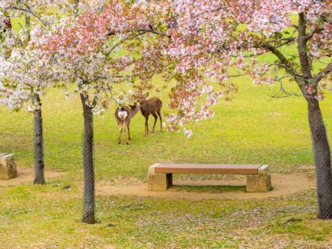 奈良公園