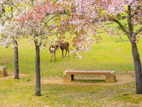 奈良公園