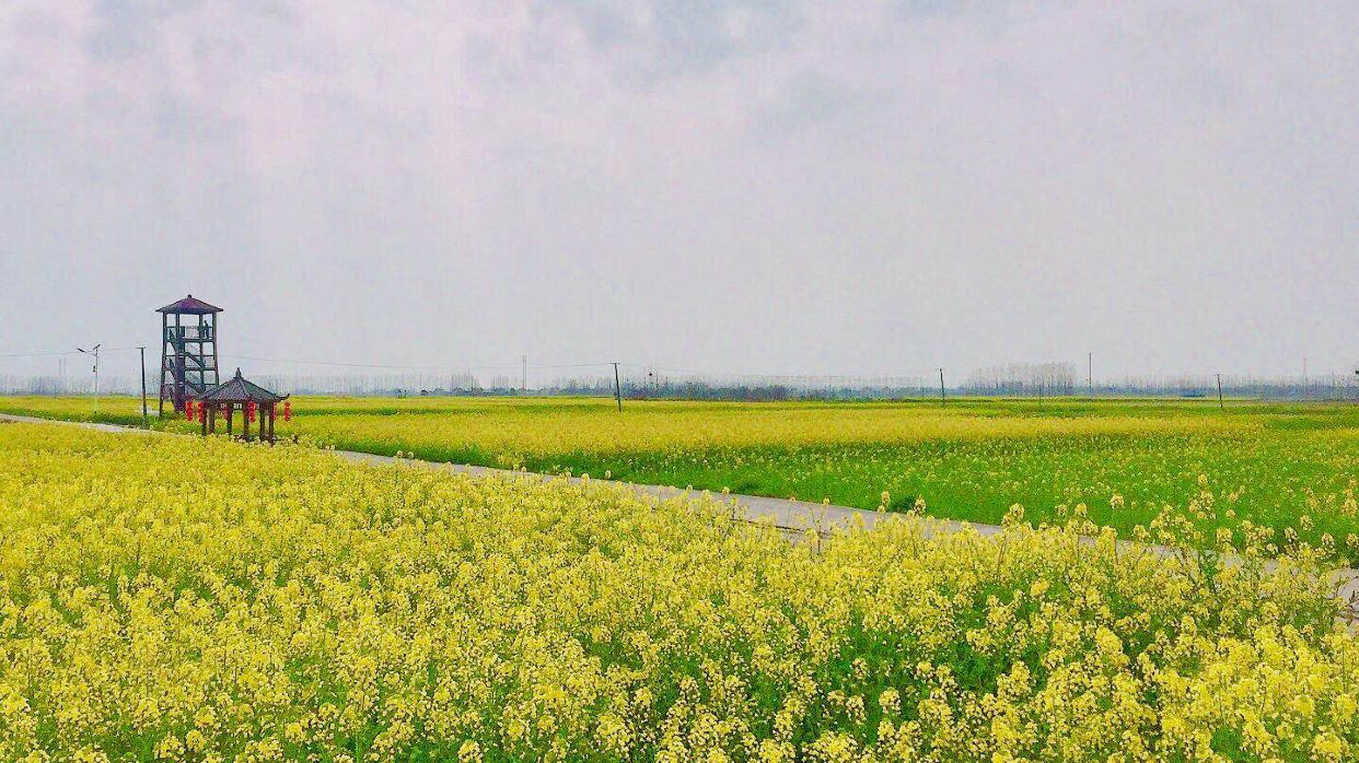 十美堂鎮油菜花海