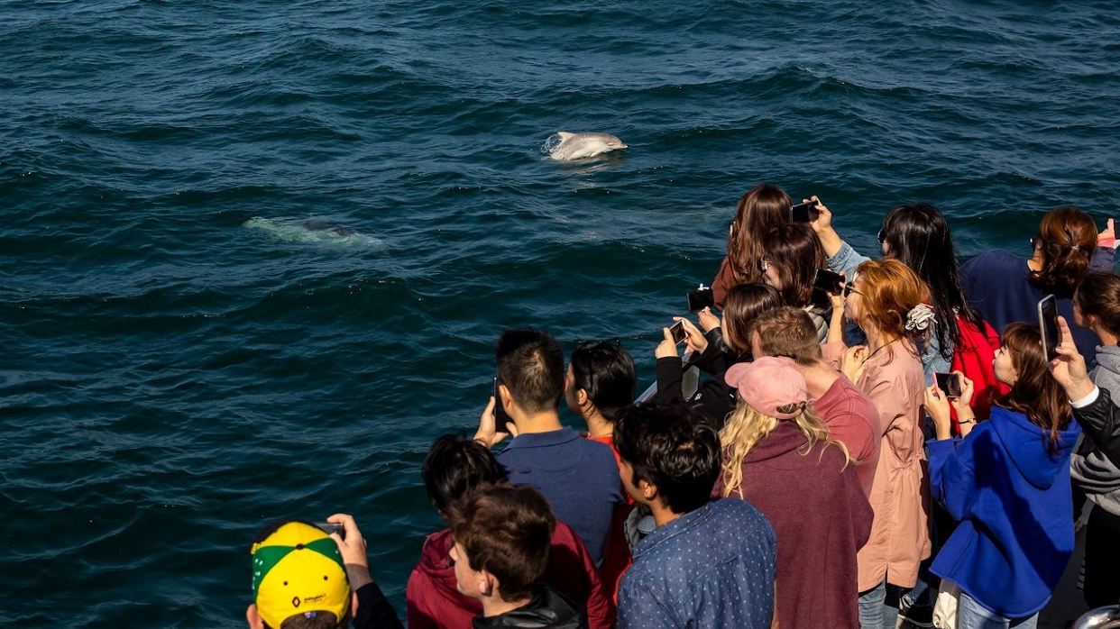 追蹤海豚之旅
