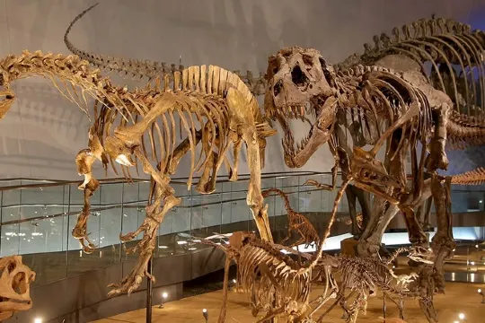 福井恐龍博物館