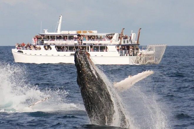 海洋珍貴一幕~觀鯨之旅
