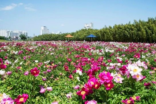 太和江大公園(波斯菊)