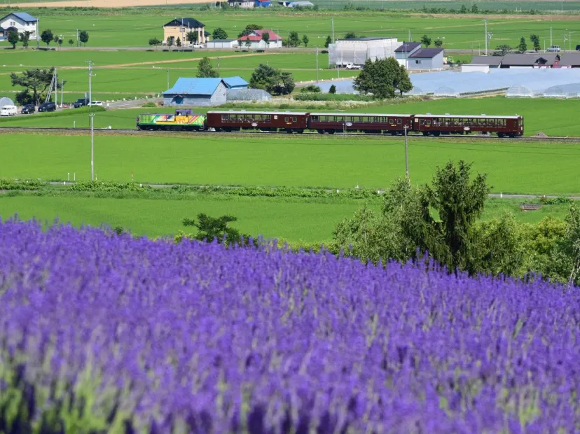 《夏日增遊》乘坐富良野Norokko 號薰衣草列車