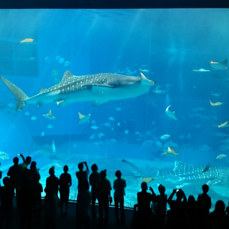 沖繩南北部 觀光玩樂5天之旅 「全球最大水族館之一」沖繩美麗海水族館、萬座毛海岸、崖上之神社~波之上神宮、沖繩世界文化王國(玉泉洞、琉球王國城下町、元氣太鼓表演)【全程無須搬酒店，舒適享受】