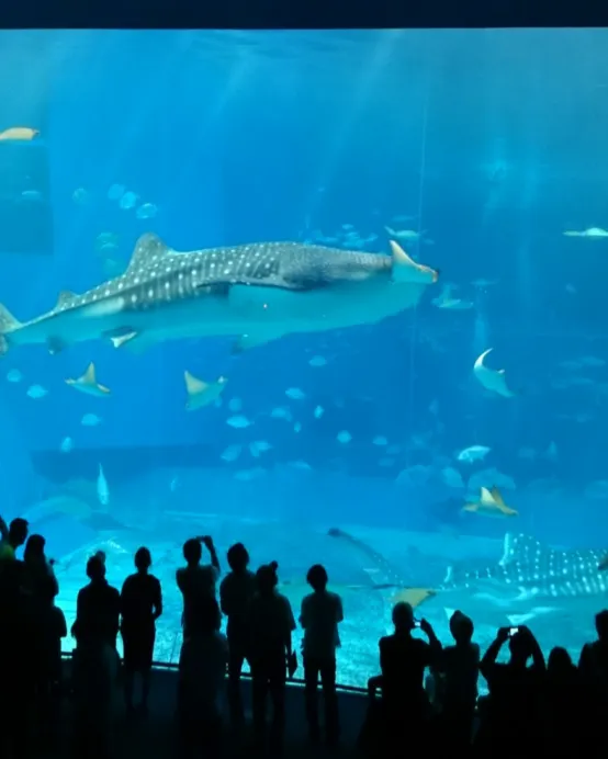 沖繩南北部 觀光玩樂5天之旅 「全球最大水族館之一」沖繩美麗海水族館、萬座毛海岸、崖上之神社~波之上神宮、沖繩世界文化王國(玉泉洞、琉球王國城下町、元氣太鼓表演)【全程無須搬酒店,舒適享受】