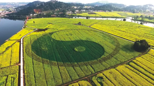 潼南油菜花