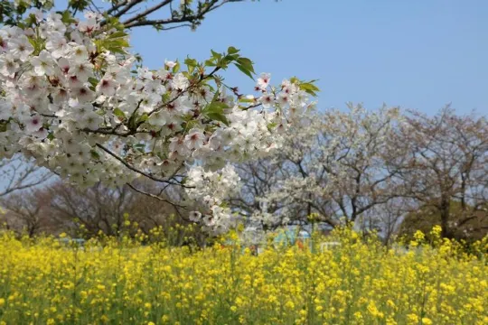 海之中道海濱公園