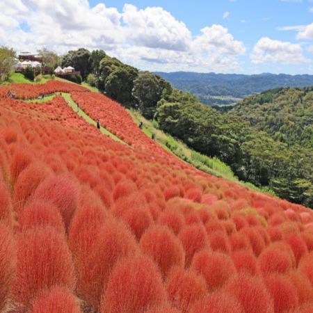 東京、宇都宮 5天秋色靜美之旅    Mother牧場(欣賞花田美景)、「賞紅葉名所」大福寺、成田山新勝寺、那須Garden Outlet、川越小江戶