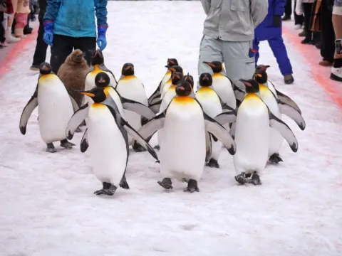 旭山動物園企鵝