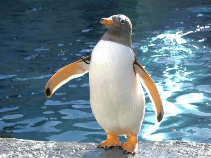 旭山動物園企鵝