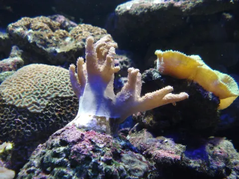 蘭卡威海底世界Underwater World