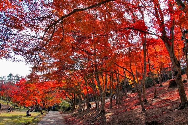 修善寺自然公園