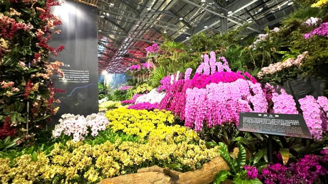 2026臺灣國際蘭展