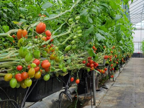 台灣關西 著名蕃茄果園