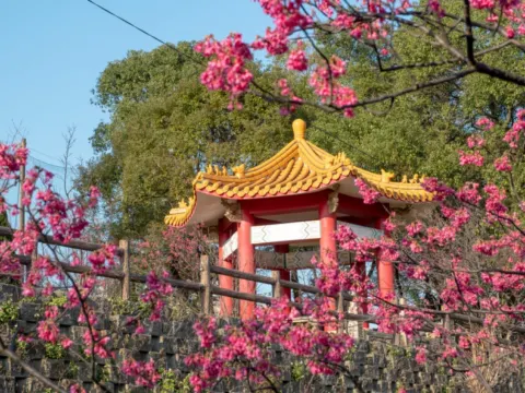 壽山巖觀音寺賞櫻花