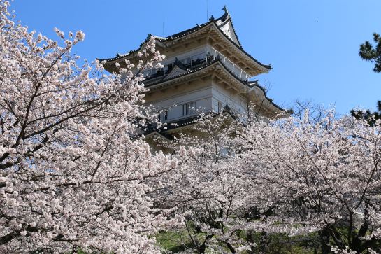 小田原城址公園櫻花