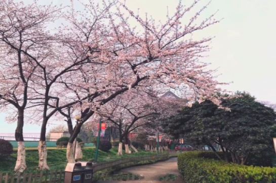 晴川酒店櫻花祭