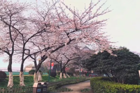 晴川酒店櫻花祭