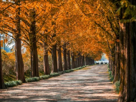 潭陽水杉林蔭大道