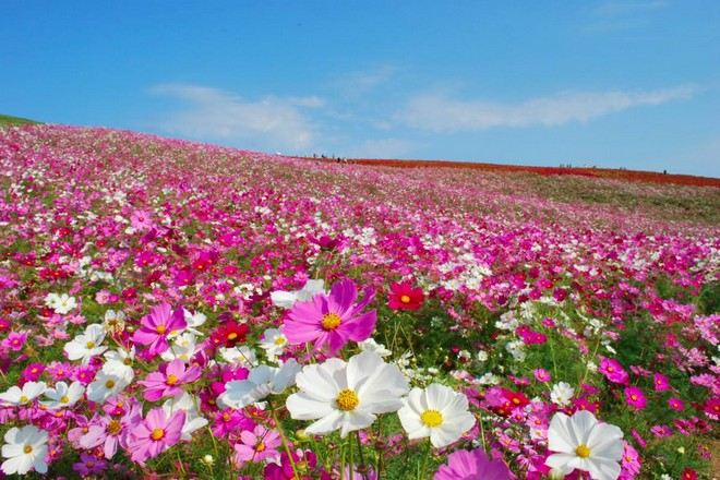 日立海濱公園 秋櫻