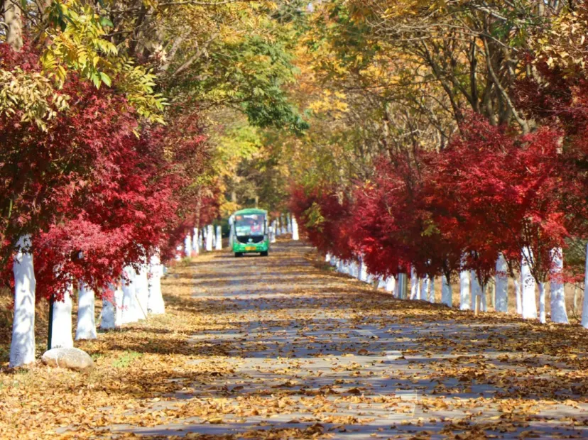 鳳凰溝賞銀杏紅楓