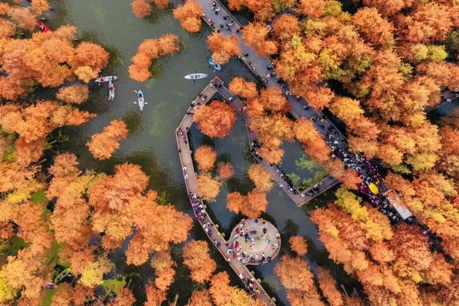 青山湖水上森林