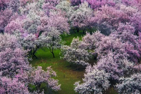 吐爾根杏花谷