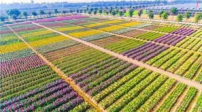 夢裡水鄉百花園