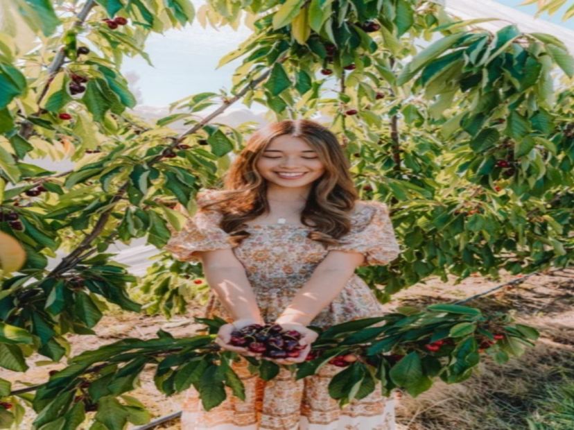 Cherry Hill車厘子果園