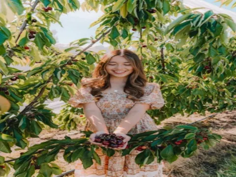 Cherry Hill車厘子果園