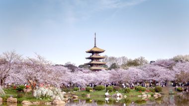 【5鑽】<全包登岸觀光>🌸春賞粉櫻‧醉美花海🌸 長江三峽、武漢賞櫻、重慶、宜昌7天高鐵團 (船上入住3-4樓江景露台房) ※三峽大壩升船機、東湖磨山櫻花園、豐都鬼城、《烽煙三國》大型實景演出