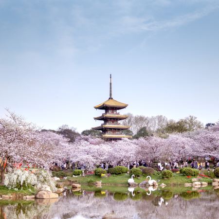 【5鑽】<全包登岸觀光>🌸春賞粉櫻‧醉美花海🌸 長江三峽、武漢賞櫻、重慶、宜昌7天高鐵團 (船上入住3-4樓江景露台房) ※三峽大壩升船機、東湖磨山櫻花園、豐都鬼城、《烽煙三國》大型實景演出