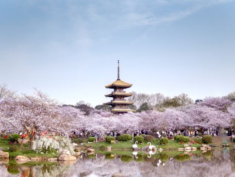 【5鑽】<全包登岸觀光>🌸春賞粉櫻‧醉美花海🌸 長江三峽、武漢賞櫻、重慶、宜昌7天高鐵團 (船上入住3-4樓江景露台房) ※三峽大壩升船機、東湖磨山櫻花園、豐都鬼城、《烽煙三國》大型實景演出