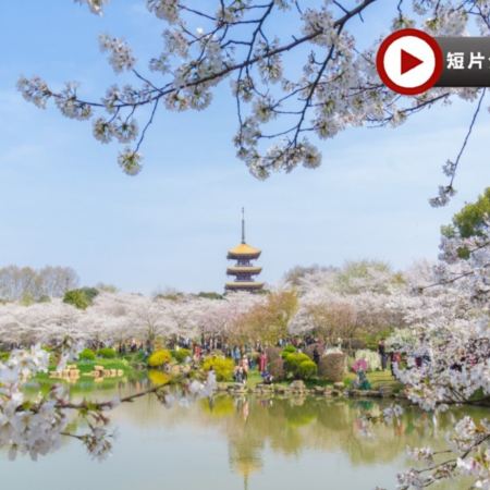 <全包登岸觀光>🌸春賞粉櫻🌸醉美花海🌸  長江三峽  武漢 櫻花、重慶 世紀遊輪~榮耀/凱歌/綠洲號 (5-6樓臻選江景露台房) 、三峽大壩、豐都鬼城、神女溪、洪崖洞、輕軌穿樓奇觀 8天純玩團