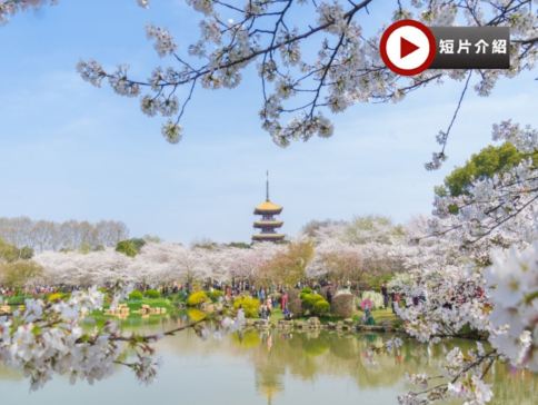 <全包登岸觀光>🌸春賞粉櫻🌸醉美花海🌸  長江三峽  武漢 櫻花、重慶 世紀遊輪~榮耀/凱歌/綠洲號 (5-6樓臻選江景露台房) 、三峽大壩、豐都鬼城、神女溪、洪崖洞、輕軌穿樓奇觀 8天純玩團