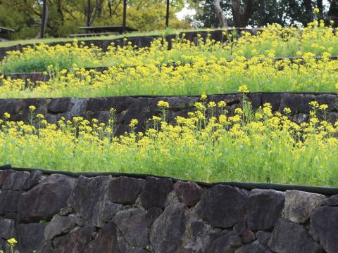 花博記念公園鶴見綠地~風車之丘