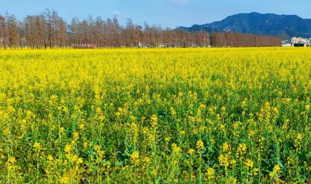 金黃油菜花海