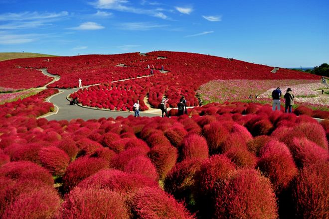 Hitachi海濱花園 掃帚草