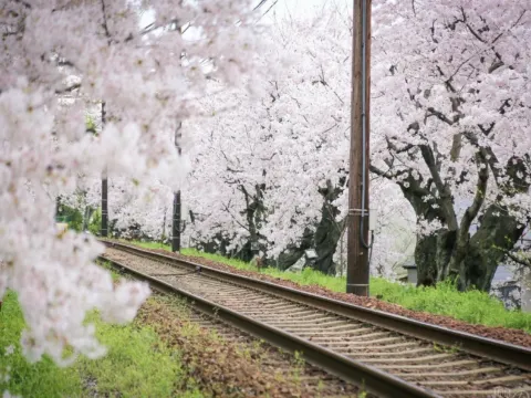 嵐電櫻花列車