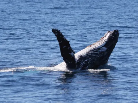 海豚島天閣露馬度假村 觀鯨 