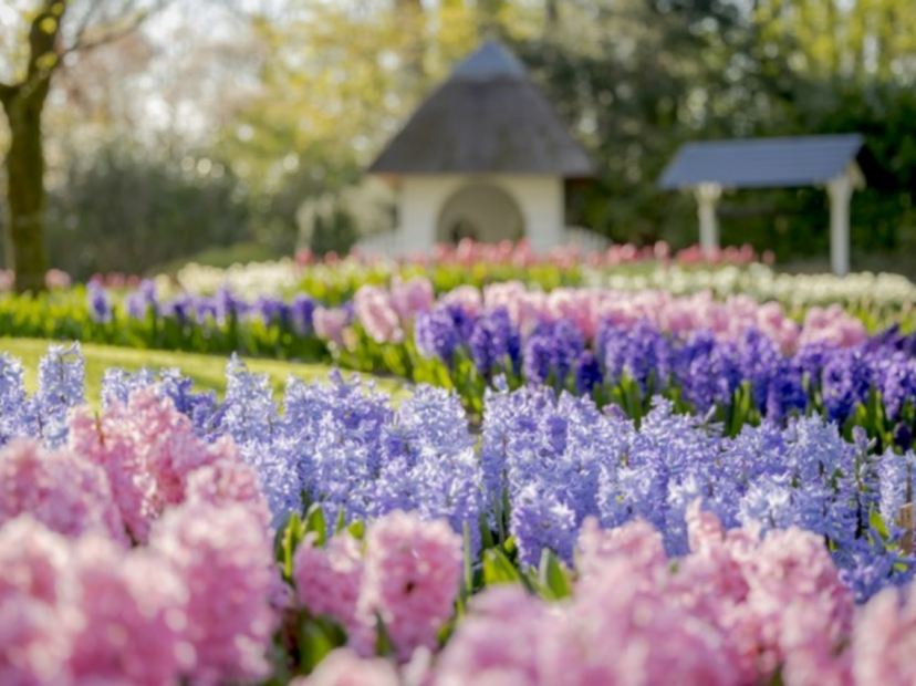 庫肯霍夫公園鬱金香花卉展