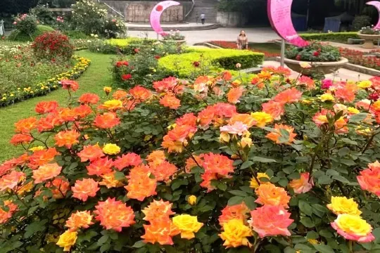 虞山公園月季花