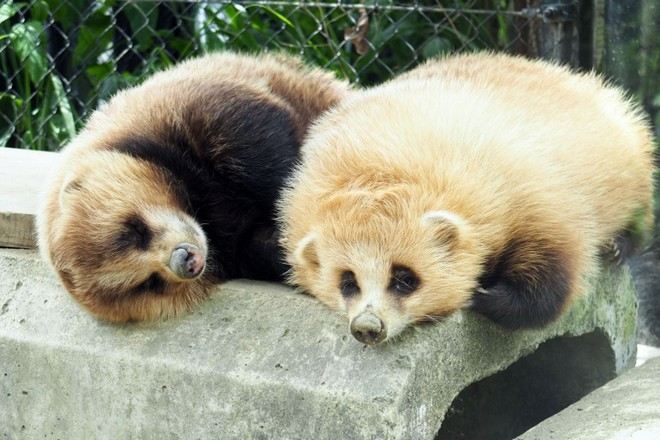 沖繩兒童王國動物園