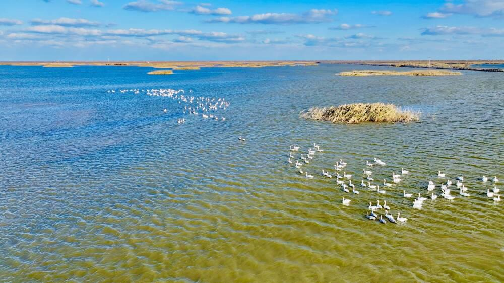 黃河口生態旅游區