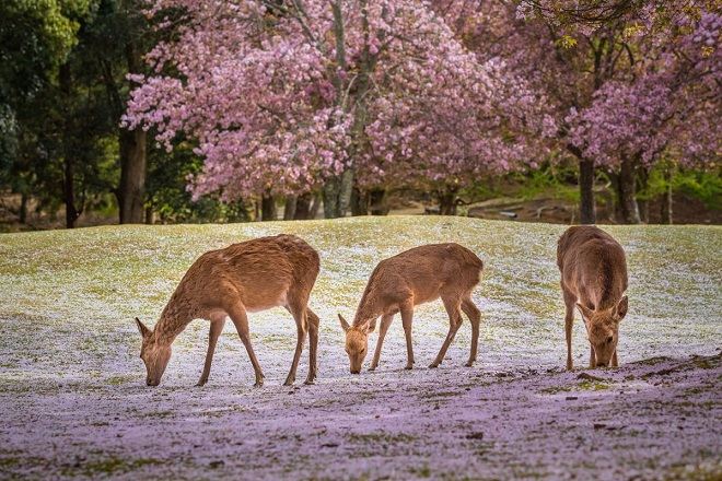 神鹿公園