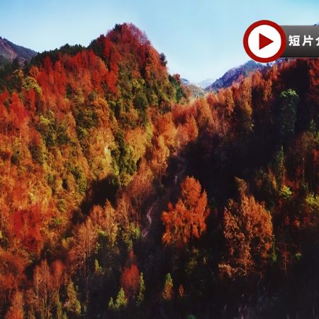 【聖誕節限定🎄賞楓最後機會】古東紅楓、海洋鄉銀杏、恭城月柿4天升級純玩高鐵團  桂林(船遊一江四湖、象鼻山)、陽朔(竹筏夜遊遇龍河、如意峰)、靈川(海洋鄉銀杏林、古東森林瀑布景區~賞紅楓)