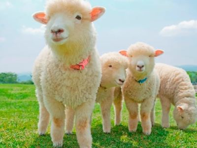 東京、宇都宮 5天冬日靜美之旅 Mother牧場(欣賞花田美景)、大福寺、成田山新勝寺、那須Garden Outlet、川越小江戶 東京、宇都宮 5天冬日靜美之旅 Mother牧場(欣賞花田美景)、大福寺、成田山新勝寺、那須Garden Outlet、川越小江戶