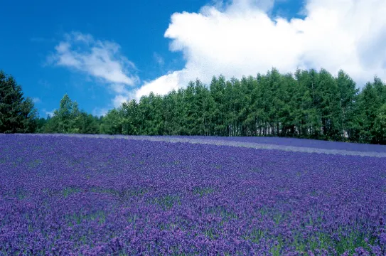 富良野薰衣草田