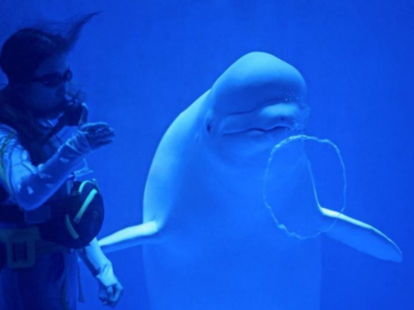 哈爾濱極地館~白鯨水下表演